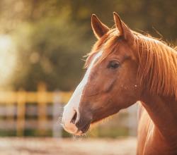 Segvārdi zirgiem: skaisti un slaveni vārdi