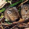 Altaja pika (Ochotona alpina)