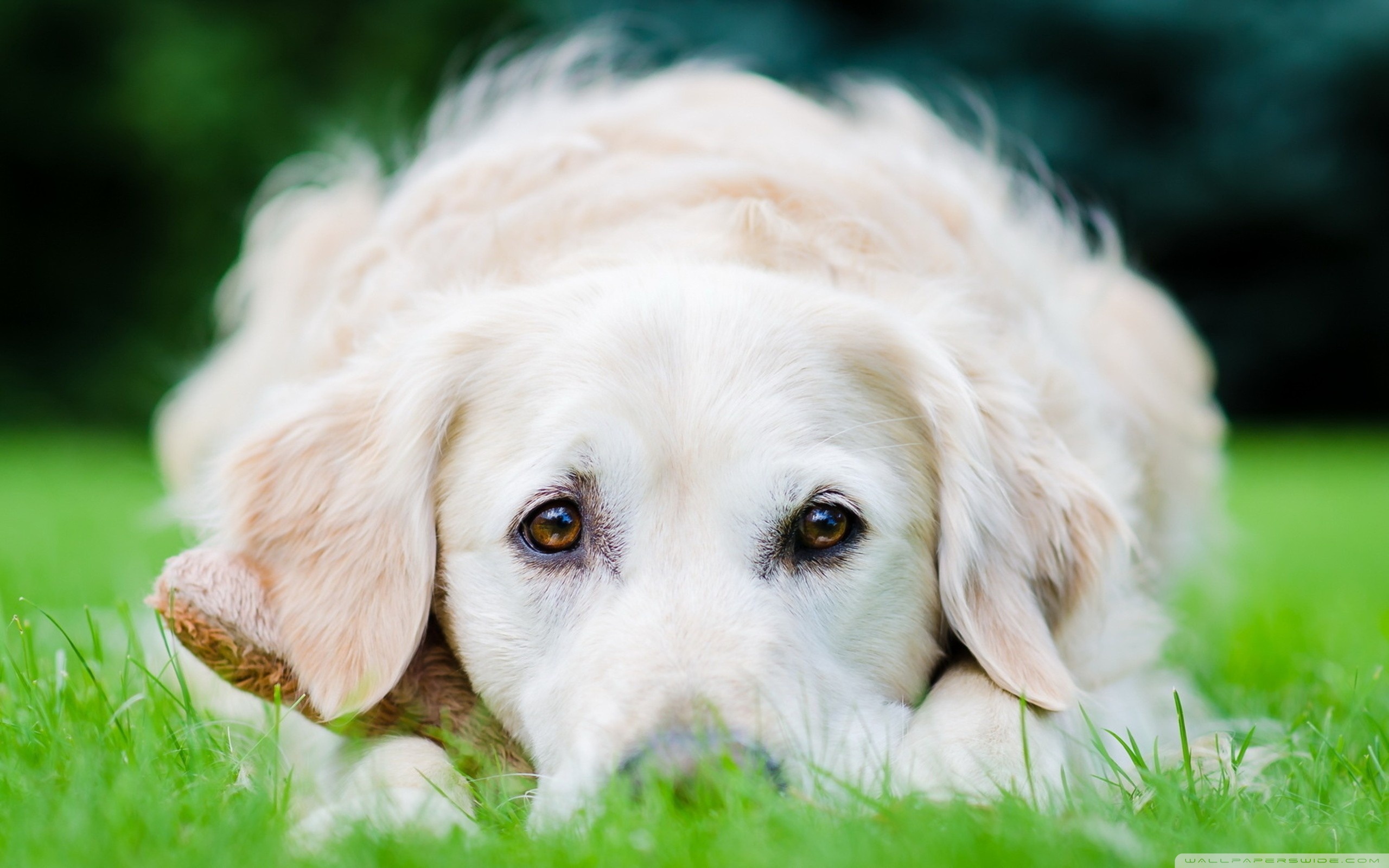 Julukan Anjing Yang Menarik Julukan Untuk Anjing Anak Laki Laki